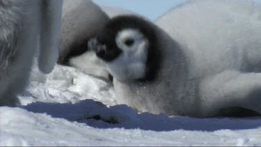 Emperor penguin chick resting and eating snow