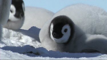 Emperor penguin chick resting and eating snow