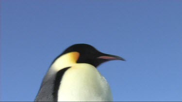 Close-up of an adult emperor penguin