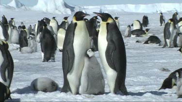 Emperor penguin family near Snow Hill, Antarctica. Adult male, female and chick. Rest of colony in background.