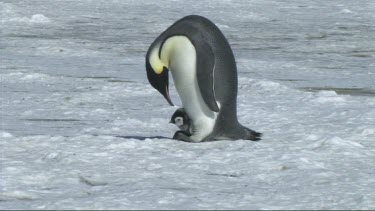 Emperor penguin male balances its chick on its feet to keep it warm.