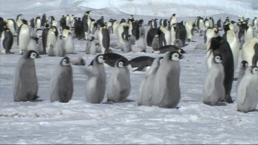 Emperor penguin chicks running to meet their parents