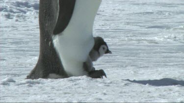 Emperor penguin chick on the feet of its parent. Male takes care of chick. He walks through colony balancing the chick on his feet to keep it warm in the little pouch or flap of skin he has.