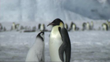 Shift of focus from an emperor penguin colony to an emperor penguin chick asking for food