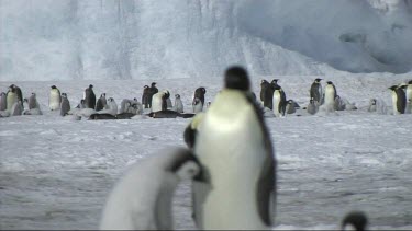 Shift of focus from an emperor penguin colony to an emperor penguin chick asking for food