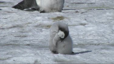 Emperor penguin chick sleeping and waking up