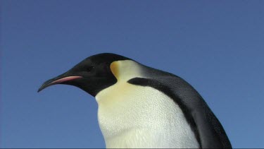 Close-up of an emperor penguin looking around