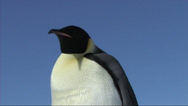 Close-up of an emperor penguin head-to-toe