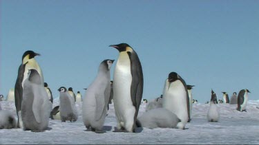 Emperor penguin chick asking its parent for food