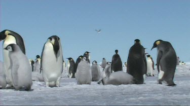 Emperor penguin colony, chicks and adults