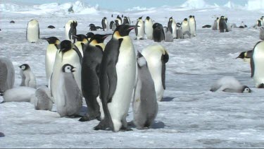 Emperor penguin leading its chick away from the colony