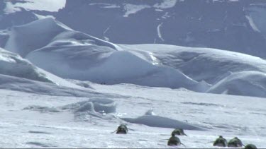 Emperor penguin sliding on the sea ice in the Weddell Sea, Antarctica