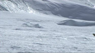 Emperor penguin sliding on the sea ice in the Weddell Sea, Antarctica