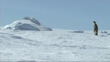 Emperor penguin sliding on the sea ice in the Weddell Sea, Antarctica