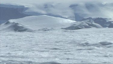 Emperor penguin sliding on the sea ice in the Weddell Sea, Antarctica