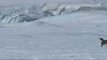 Emperor penguin belly sliding on the ice in the Weddell Sea, Antarctica