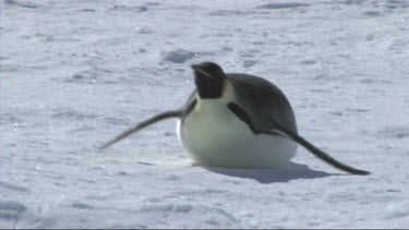 Emperor penguin sliding on the ice in the Weddell Sea, Antarctica