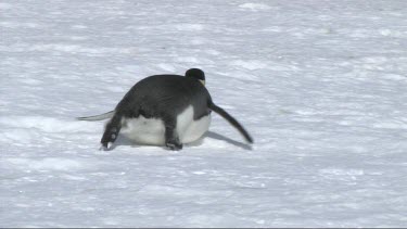 Emperor penguin sliding on the ice in the Weddell Sea, Antarctica