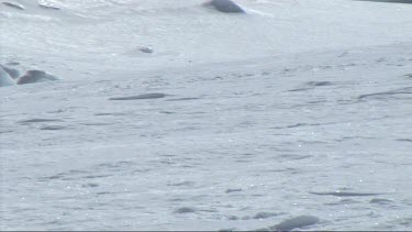 Emperor penguin sliding on the ice in the Weddell Sea, Antarctica