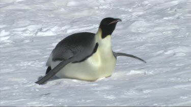 Emperor penguin sliding on the ice in the Weddell Sea, Antarctica