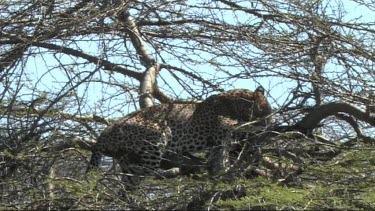 Leopard in a tree feeding on a young zebra