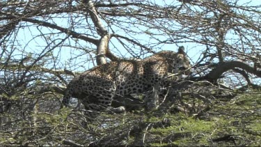 Leopard in a tree feeding on a young zebra