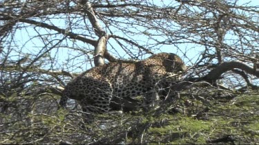 Leopard in a tree feeding on a young zebra