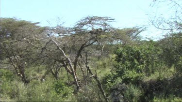 Leopard in a tree feeding on a young zebra