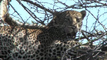 Leopard in a tree feeding on a young zebra