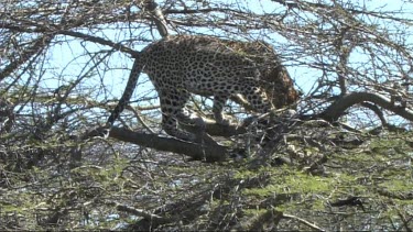 Leopard in a tree feeding on a young zebra