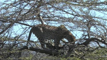 Leopard in a tree feeding on a young zebra