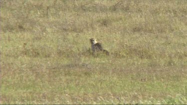 Leopard with her cub walking in the Serengeti