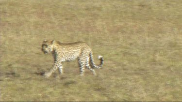 Leopard with her cub walking in the Serengeti