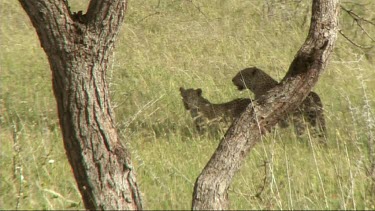 Leopard with her cub walking in the Serengeti