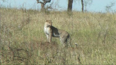 Leopard with her cub walking in the Serengeti