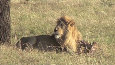 Male Lion feeding on a zebra in the Serengeti