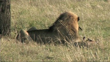 Male Lion feeding on a zebra in the Serengeti