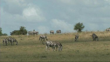 Herd of zebra grazing in Serengeti NP