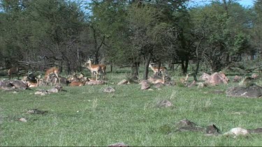 Herd of impala grazing in Serengeti NP