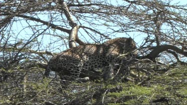 Leopard in a tree feeding on a young zebra