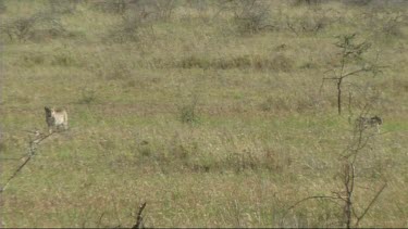 Leopard walking in the long grass of the Serengeti