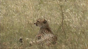 Cheetah resting in the grass in the Serengeti