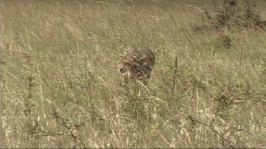 Cheetah walking in the high grass