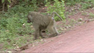 Olive Baboon walking on a dirt road in Lake Manyara NP