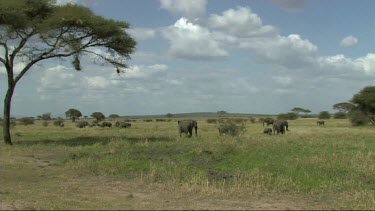 African Elephant family feeding in Tarangire NP walking.