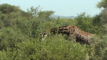 One Giraffe feeding in Tarangire NP. Grazing top of trees