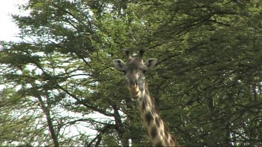 Low angle looking up at tall giraffe. One Giraffe standing in the shade