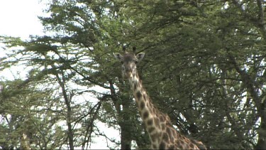 One Giraffe standing in the shade. Tilt down to feet.