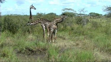 Giraffe drinking in Tarangire NP. Kneeling and stretching legs to bend down to drink. Three giraffes.