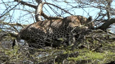 Leopard in a tree feeding on a young zebra